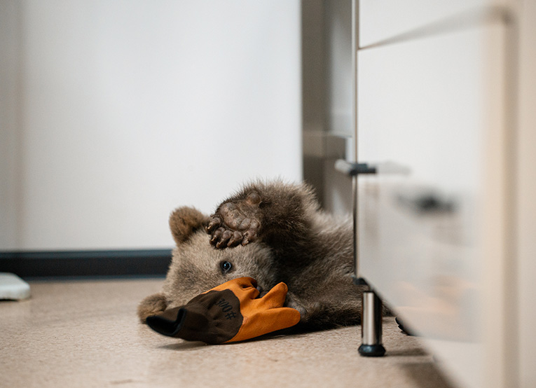 F 2Datvis Beli Kampussi